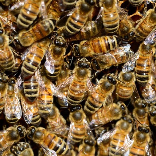 Die Geschichte der Bienen