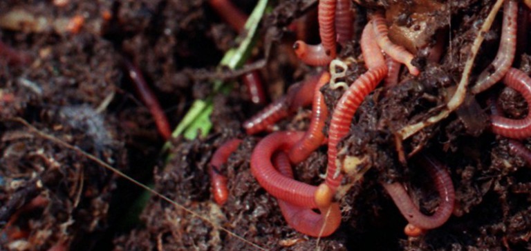 Urban Gardening Teil 1